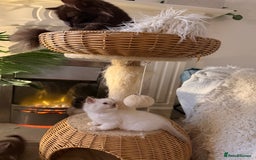 Ragdoll cats for sale: Beautiful Dolls  - Advert 7