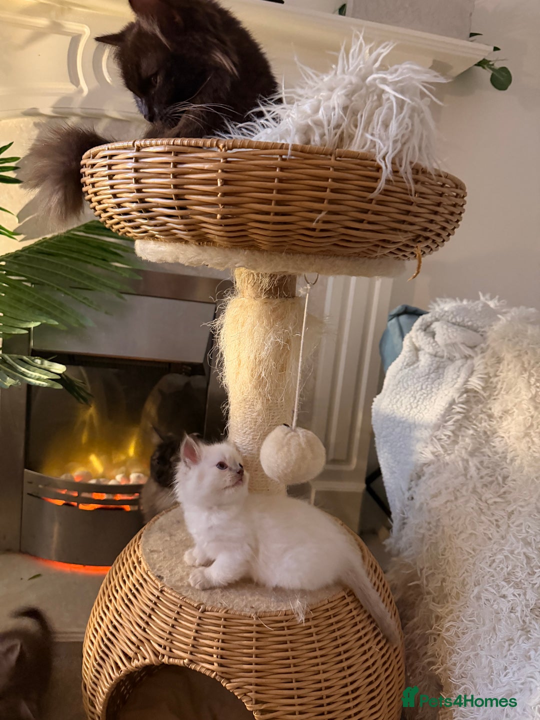 Ragdoll cats for sale: Beautiful Dolls  - Advert 7