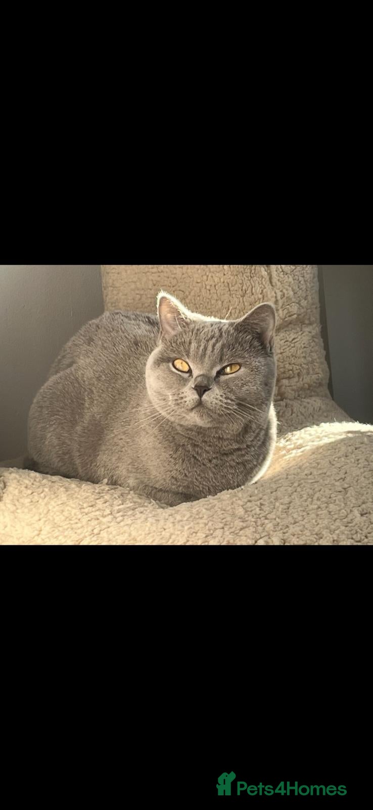 British Shorthair cats British short hair kittens - Advert 12