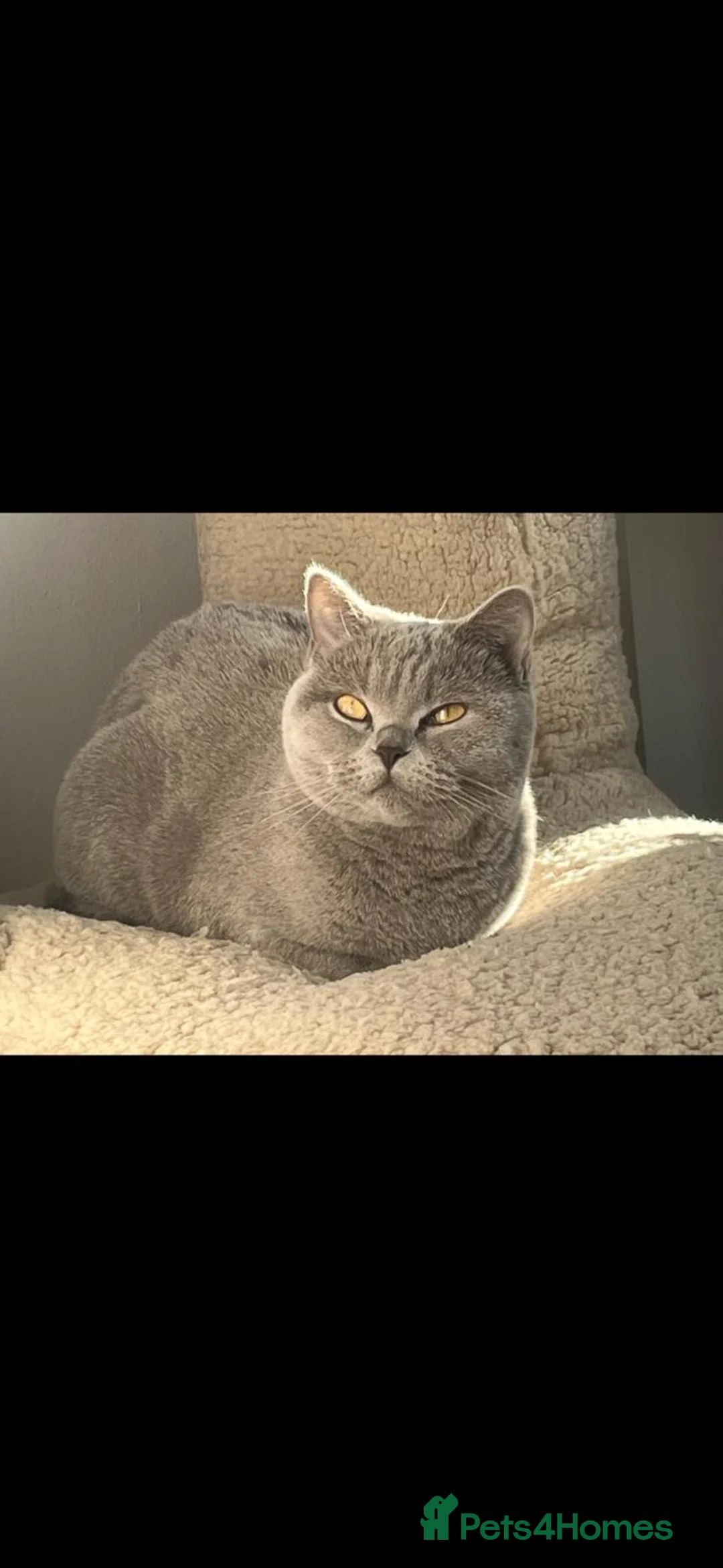 British Shorthair cats for sale: British short hair kittens - Advert 1