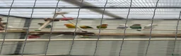Lovebirds birds for sale: Fischer love birds  in Lymington - Advert 1