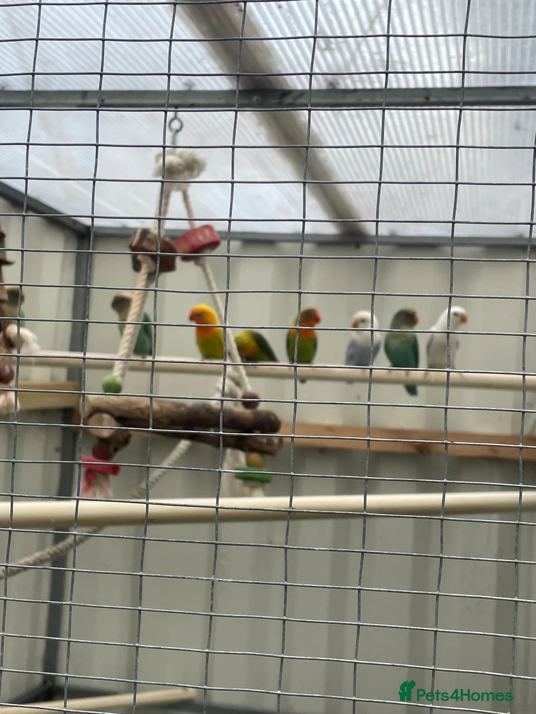 Lovebirds birds for sale: Fischer love birds  in Lymington - Advert 1
