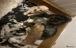 Cockapoo dogs for sale: Rare marked  small cockerpoo puppys  - Advert 1