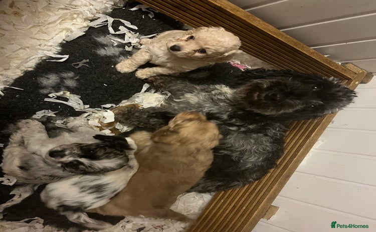 Cockapoo dogs Rare marked  small cockerpoo puppys  - Advert 2