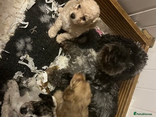 Cockapoo dogs for sale: Rare marked small cockerpoo puppys - Advert 1