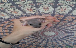 Rat rodents for sale: All rats have been reserved. - Image 10