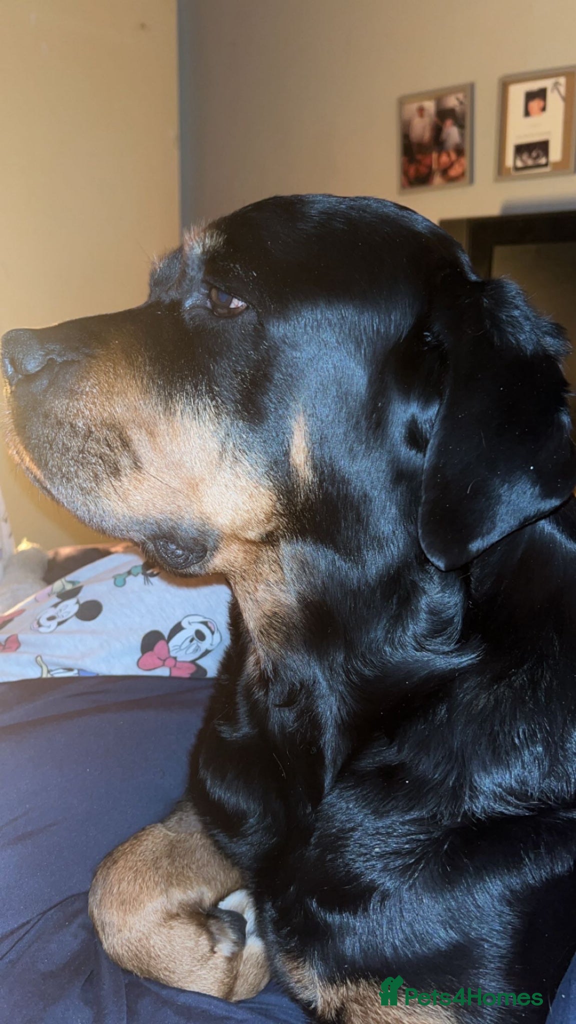 Rottweiler dogs for sale: Willow  in Manchester - Advert 1