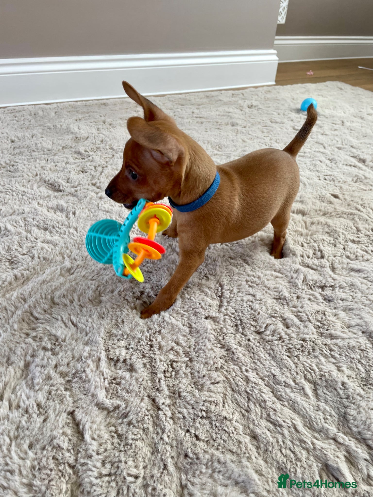 Miniature Pinscher dogs KC Miniature pincher - Advert 10