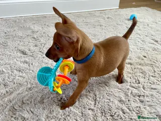 Miniature Pinscher dogs KC Miniature pincher - Advert 10