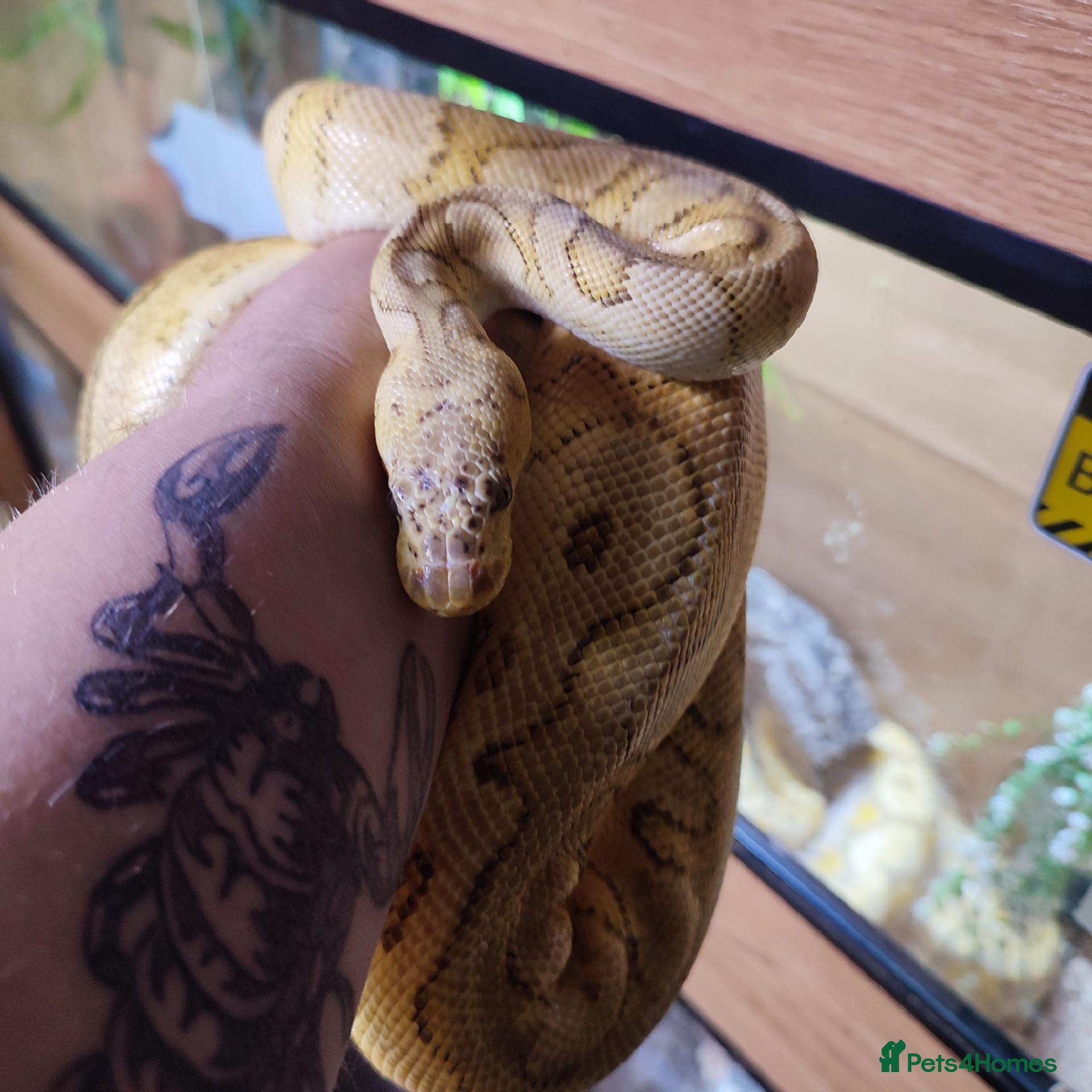 Python Snake reptiles Banana clown ball python  - Advert 2