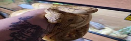 Python Snake reptiles for sale: Banana clown ball python  in Nottingham - Advert 2