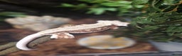 Gecko reptiles for sale: Breeding pair of crested geckos with set up - Advert 8