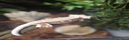 Gecko reptiles for sale: Breeding pair of crested geckos with set up - Advert 8