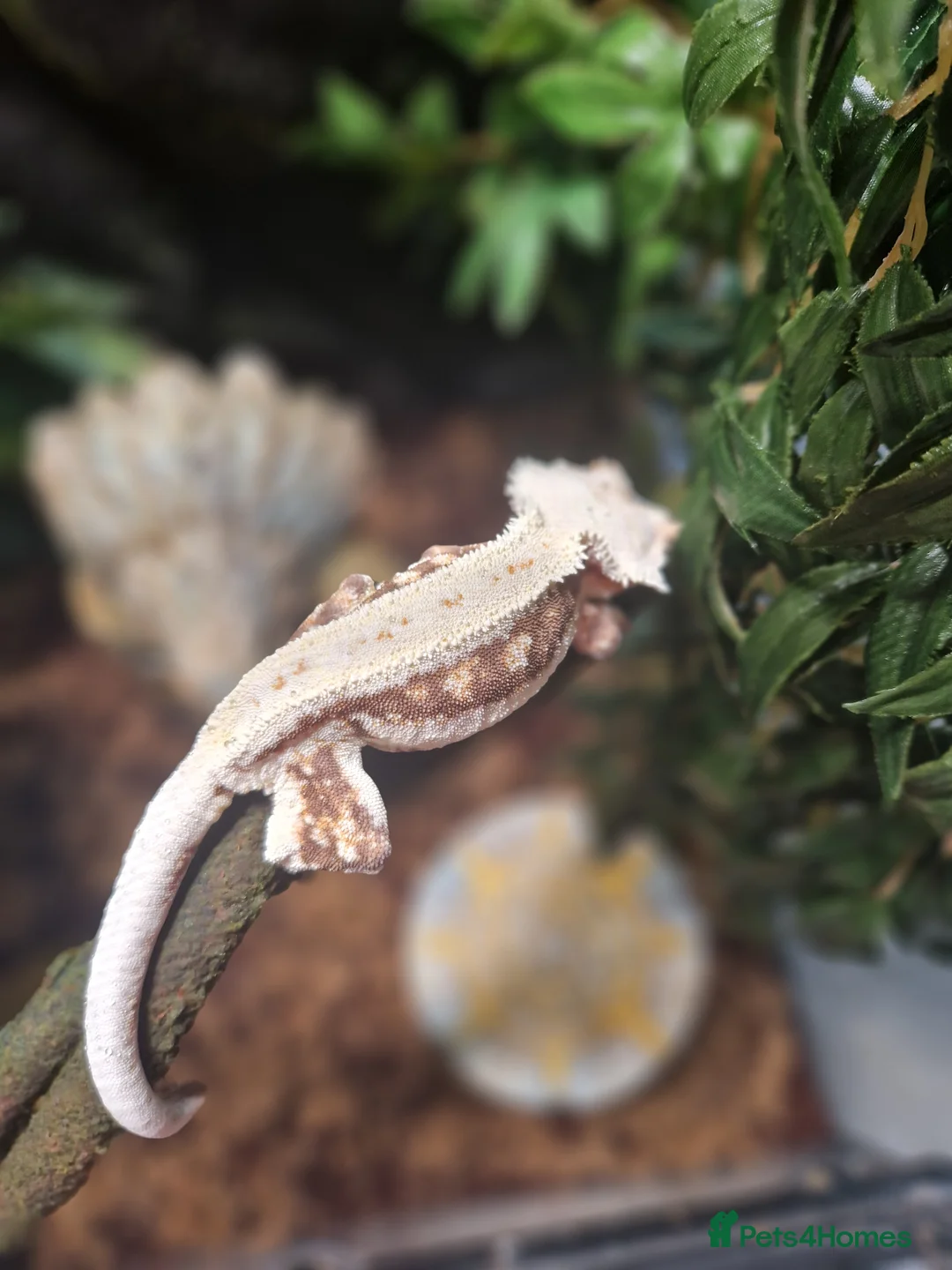 Gecko reptiles for sale: Breeding pair of crested geckos with set up - Advert 8
