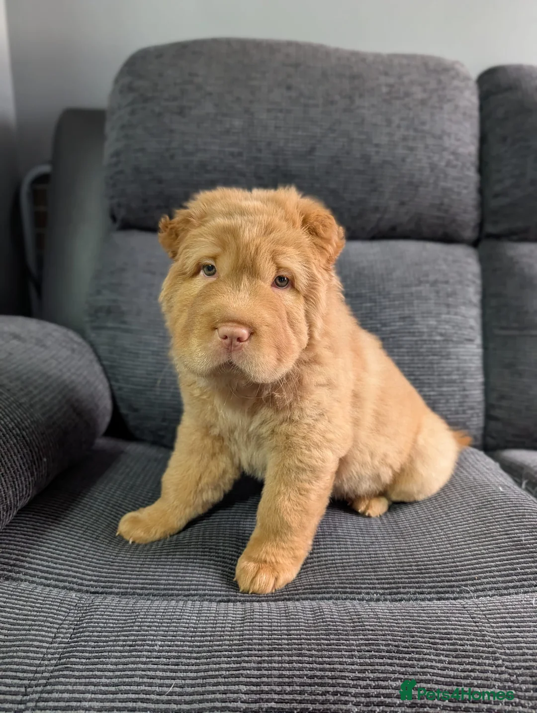 Shar Pei dogs for sale: Stunning Rare Shar Pei (Bear Coat) READY NOW - Advert 2