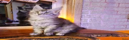 Maine Coon cats for sale: BEAUTIFUL MAINE COON KITTENS FOR SALE - Advert 14