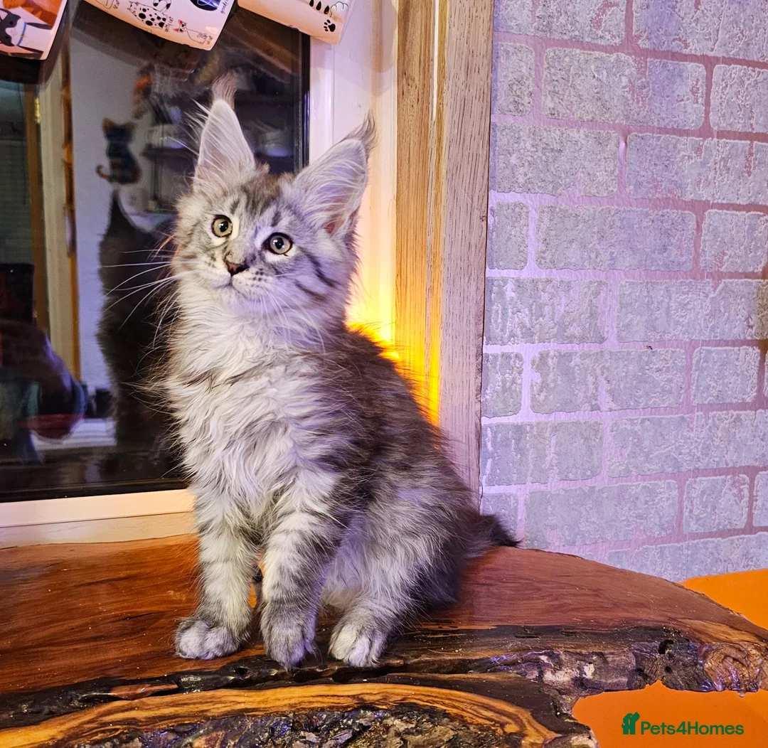 Maine Coon cats for sale: BEAUTIFUL MAINE COON KITTENS FOR SALE - Advert 14
