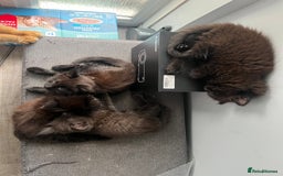 British Longhair cats for sale: 3 chocolate brown boys ready to leave  - Image 4
