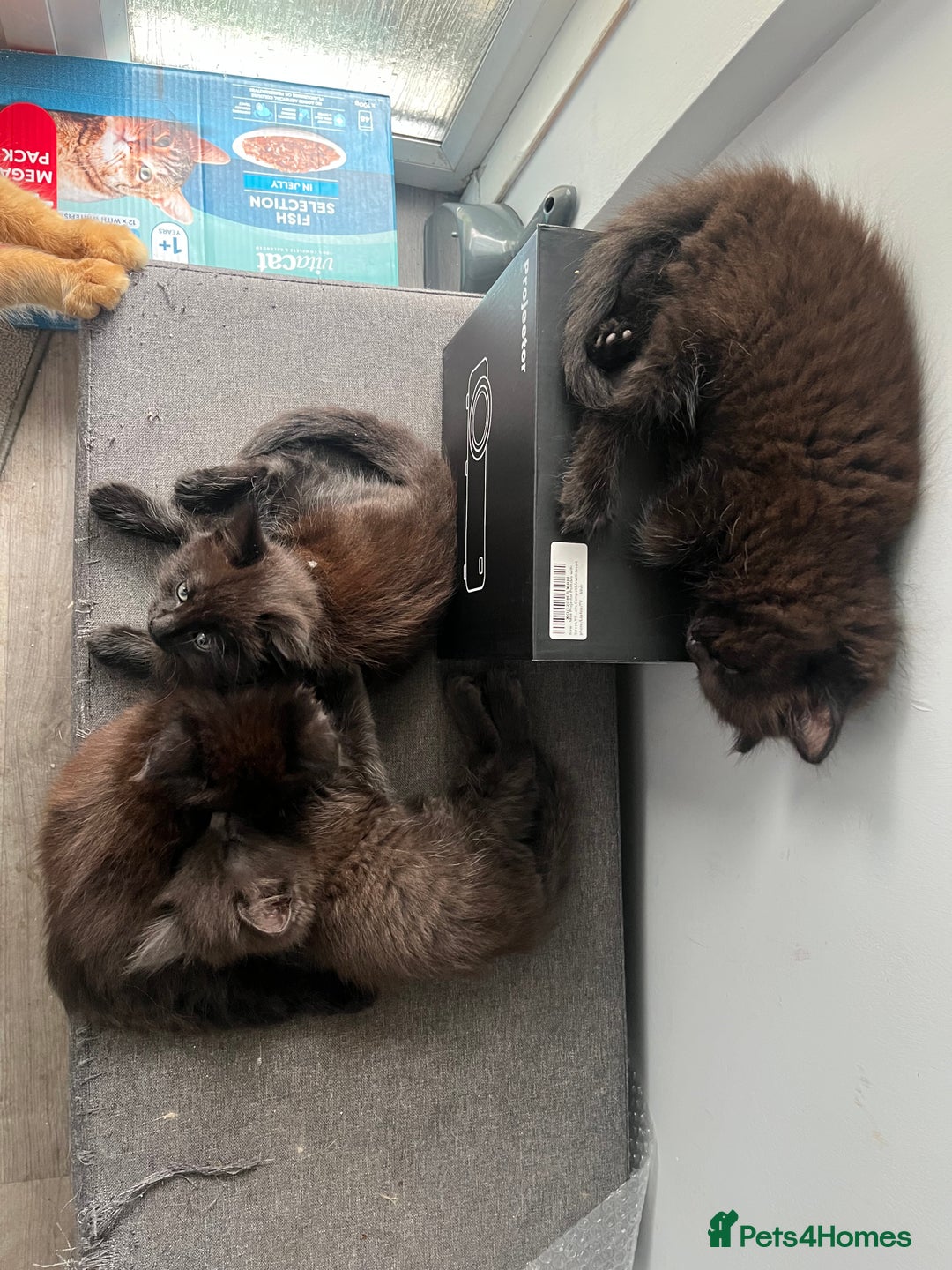British Longhair cats for sale: 3 chocolate brown boys ready to leave  - Image 4