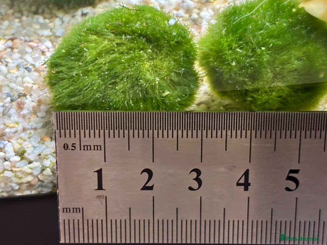 Snails fish for sale: Golden Apple Snails & Moss Balls  - Advert 11