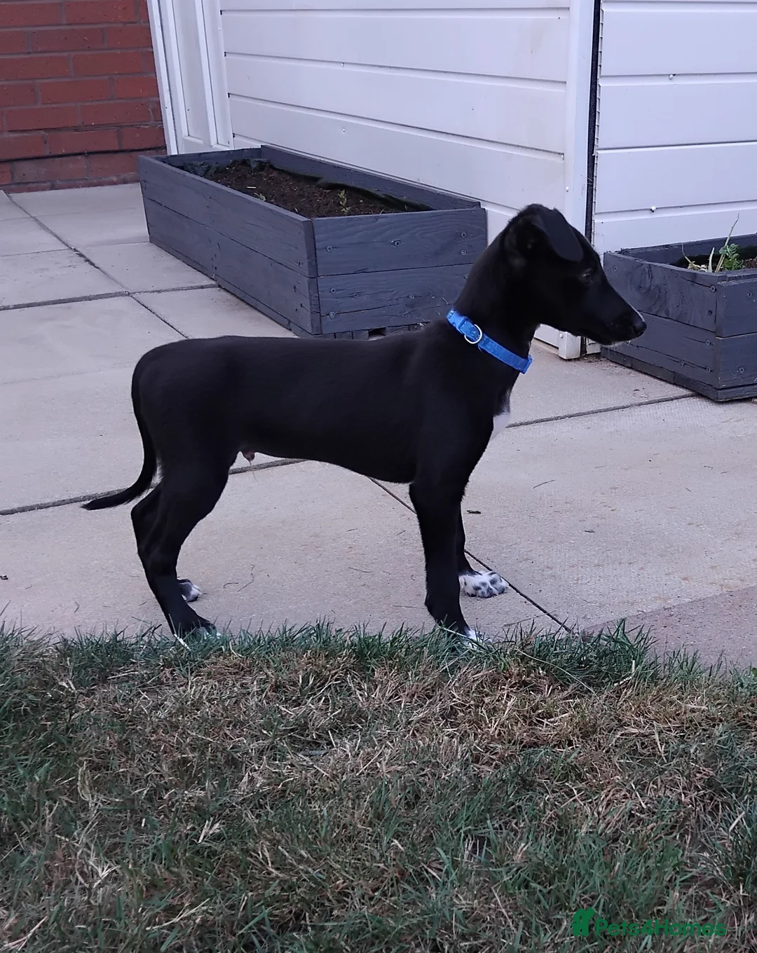 Mixed Breed dogs for sale: Whippet x Saluki puppies, ready to leave - Advert 4
