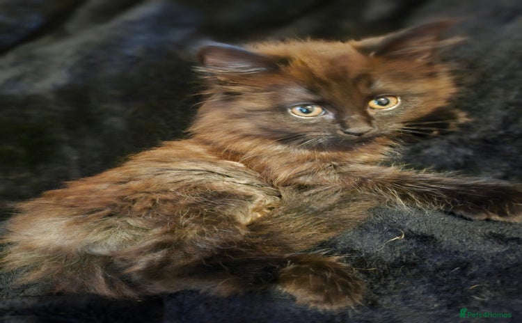 Mixed Breed cats - Advert 1