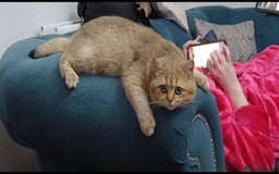 Maine Coon cats for stud: 3 amaizing cats available for stud duties! - Image 9