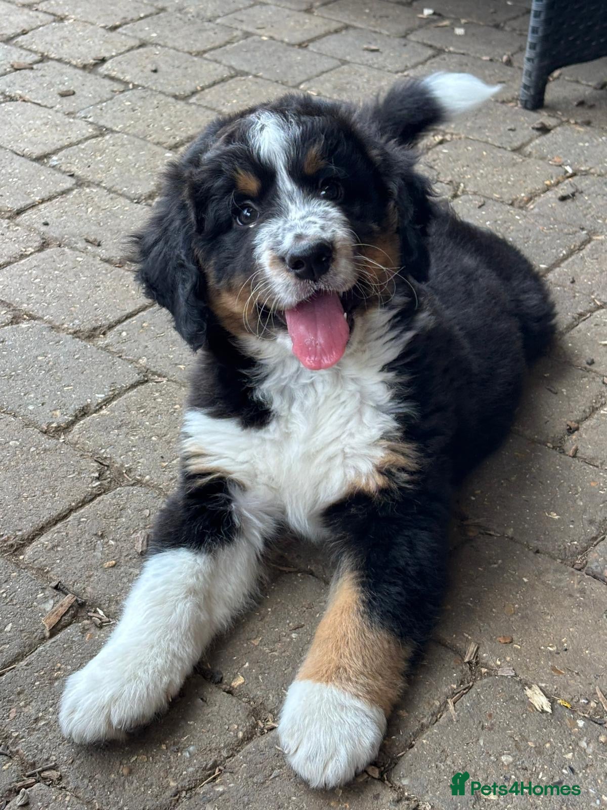 Bernedoodle dogs 2 gorgeous bernedoodle puppies available😍 - Advert 2