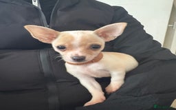 Mixed Breed dogs for sale: 2 male puppies  - Image 2