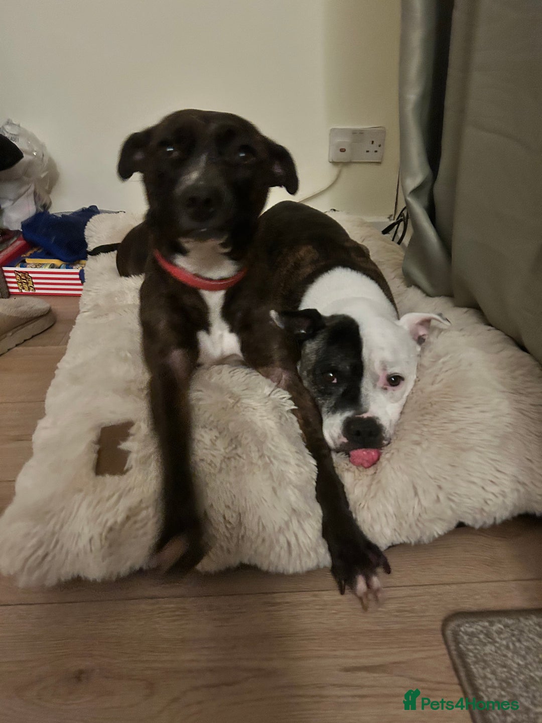 Staffordshire Bull Terrier dogs for sale: Luna - 4 in July (no puppies) - Advert 2