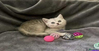 British Shorthair cats - Advert 14