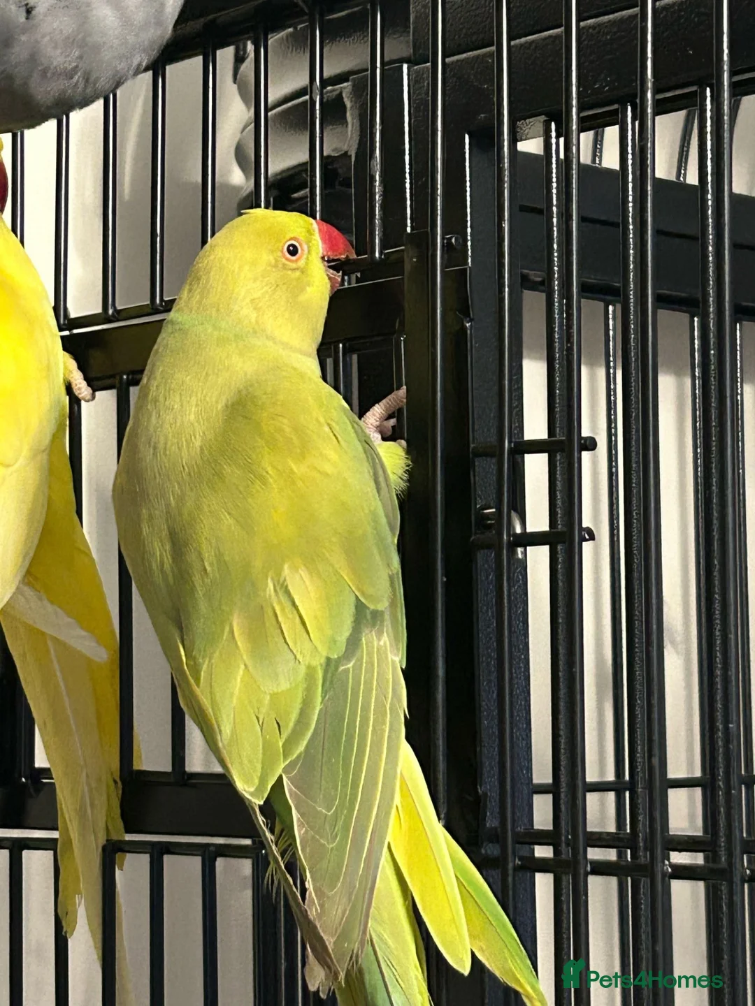 Ringnecks birds for sale: Stunning Various Green Indian Ringnecks  - Advert 3