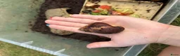 Snails invertebrates for sale: Giant african land snail babies  - Advert 4
