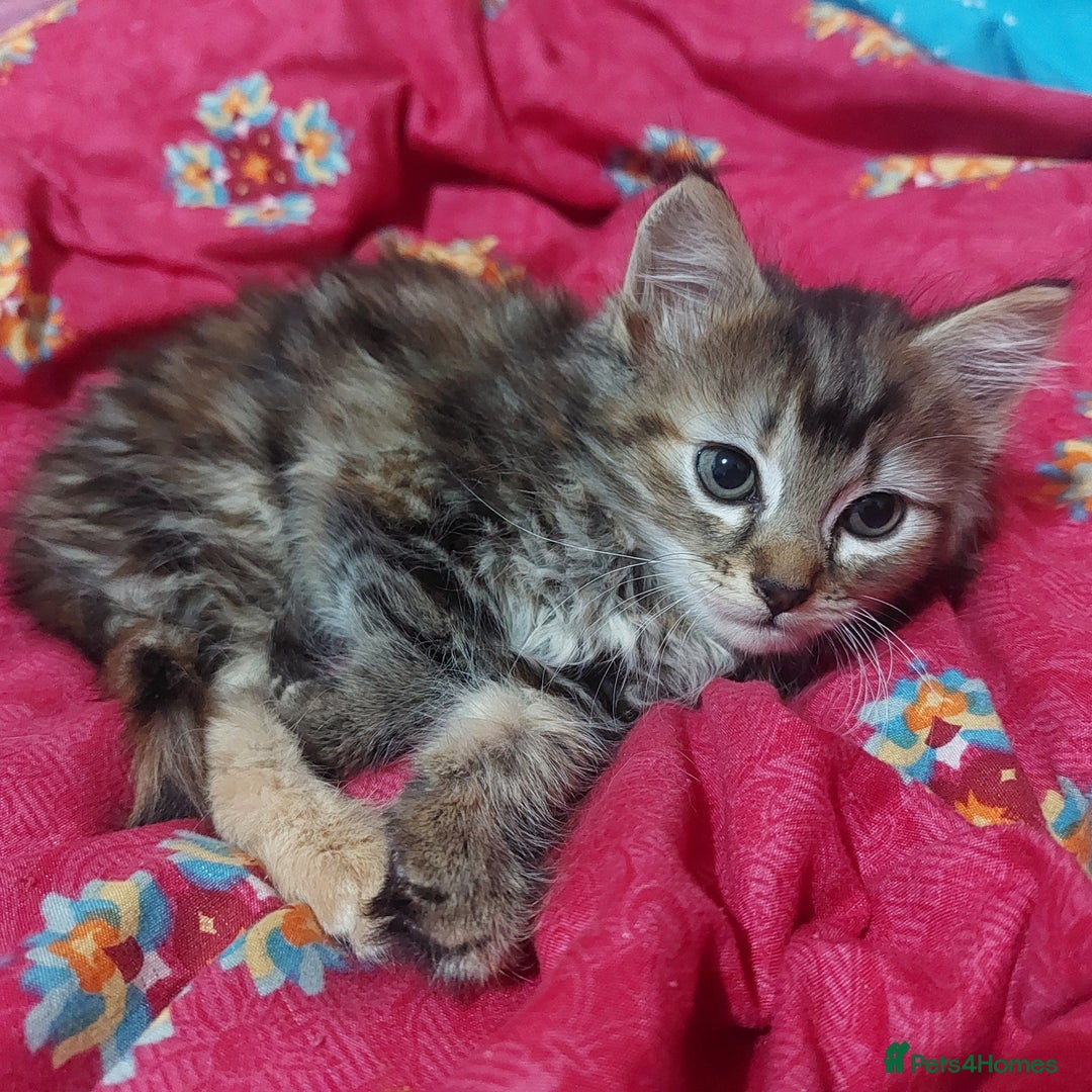 Mixed Breed cats for sale: Lovely Kittens 😻 - Image 9