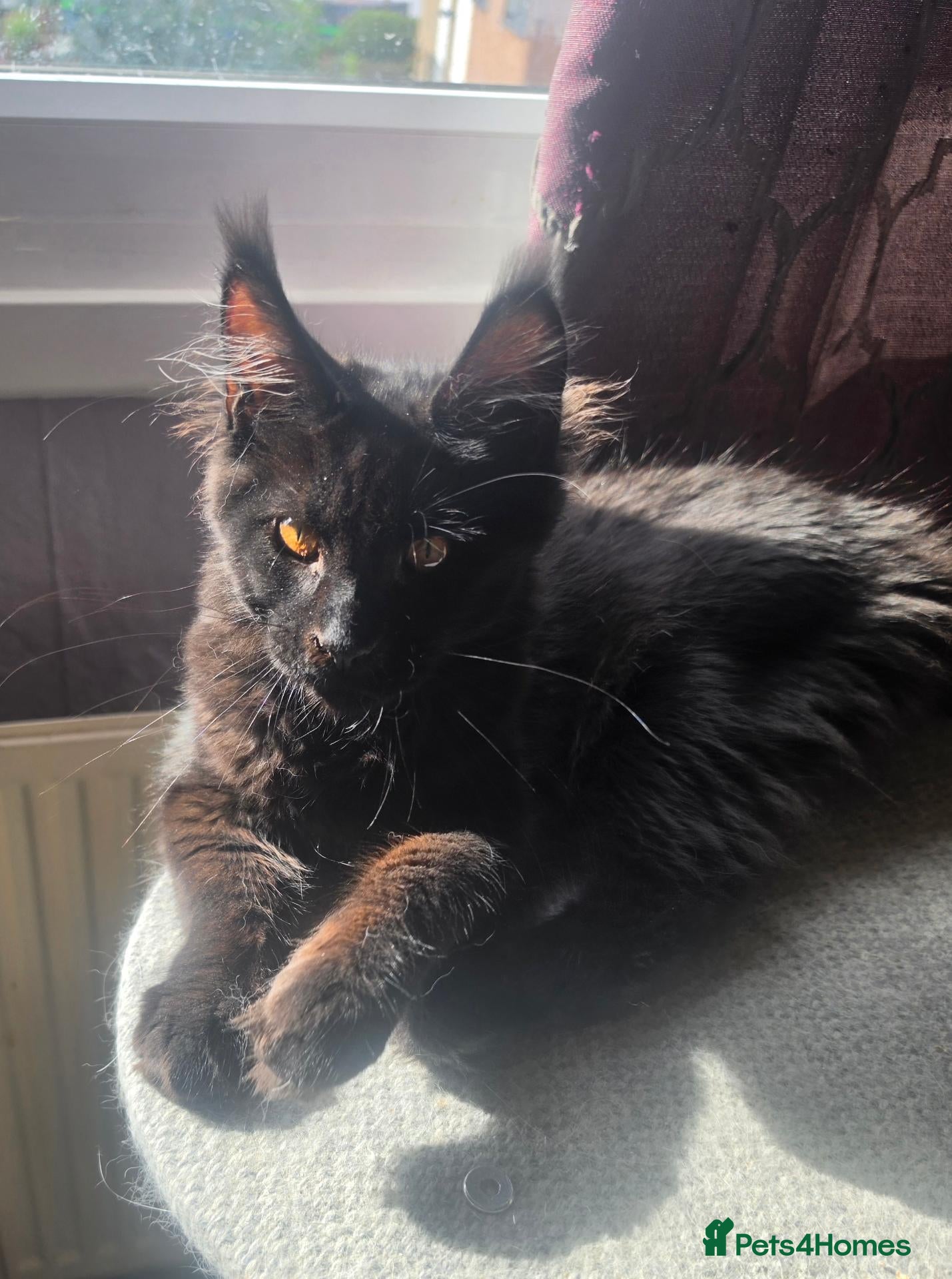 Maine Coon cats Maine Coon kitten  - Advert 1