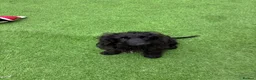 Cocker Spaniel dogs for sale: Indiana - beautiful male puppy - Advert 3