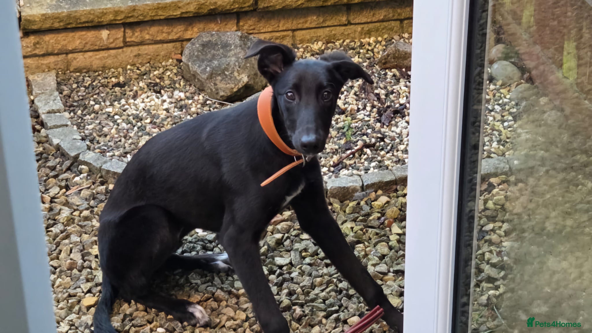 Mixed Breed dogs 8 month old Greyhound X Saluki Male - Advert 2