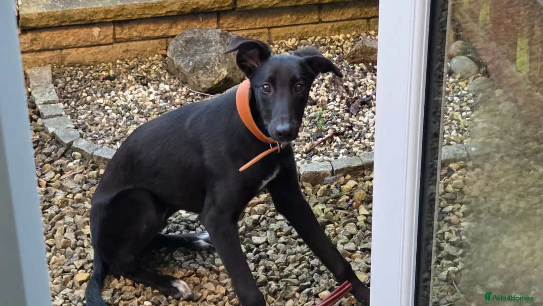 Mixed Breed dogs for sale: 8 month old Greyhound X Saluki Male - Advert 2