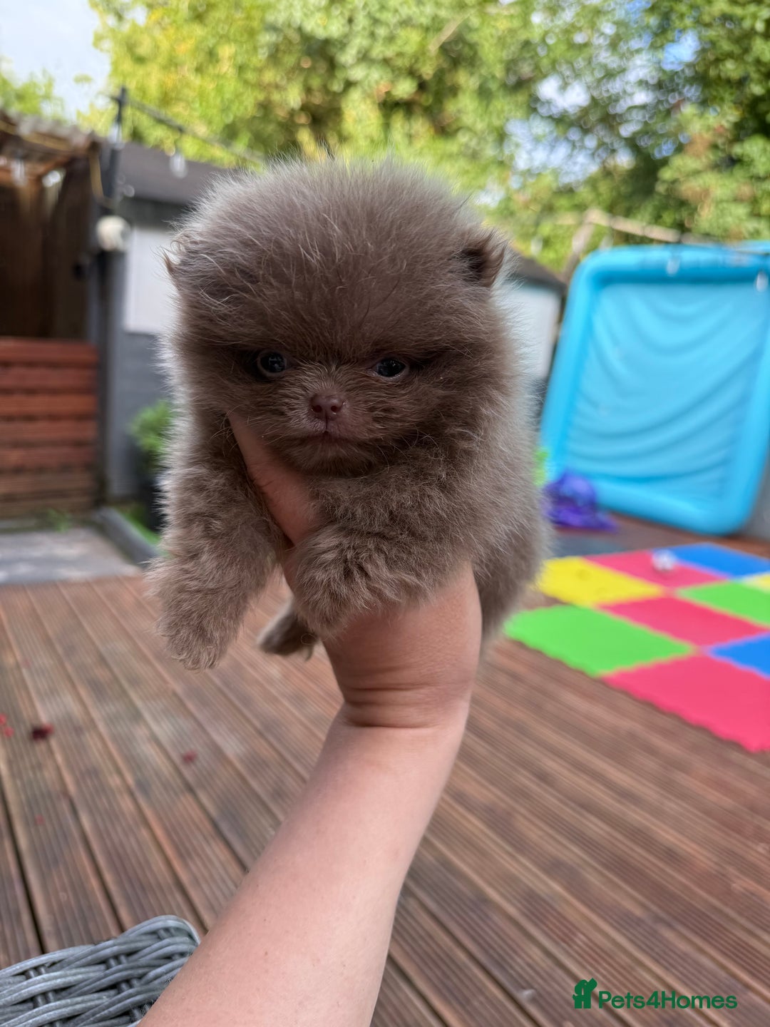 Pomeranian dogs for sale: Super Quite teddy bear Pomeranians puppy’s  - Image 5