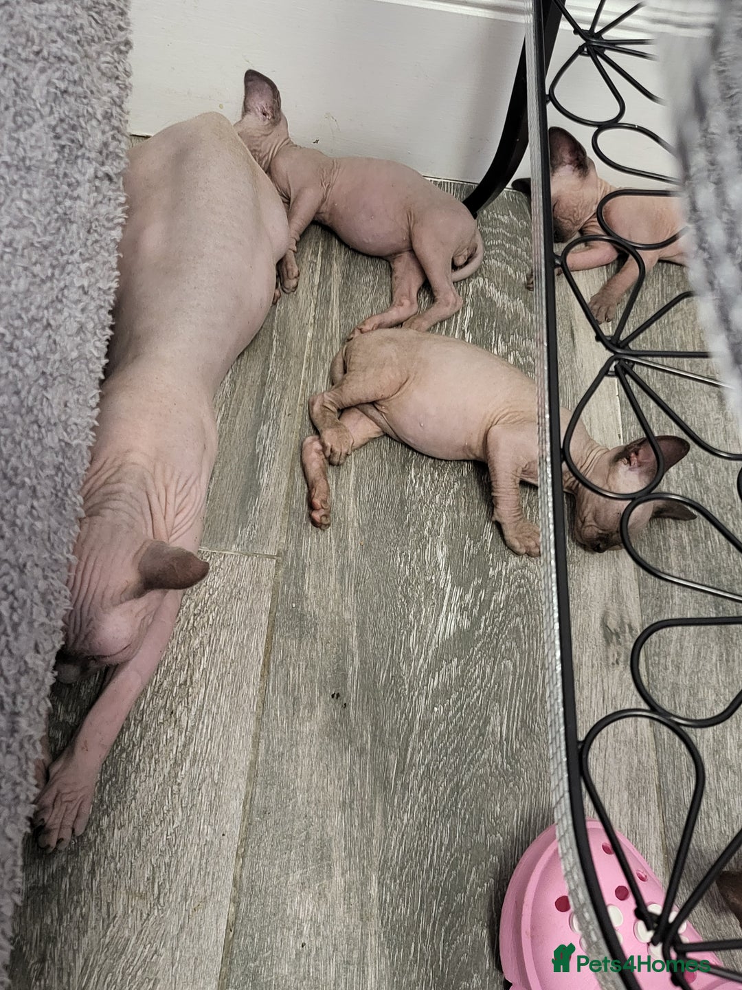 Sphynx cats for sale: Sphinx happy girls any info pleas message  - Advert 10