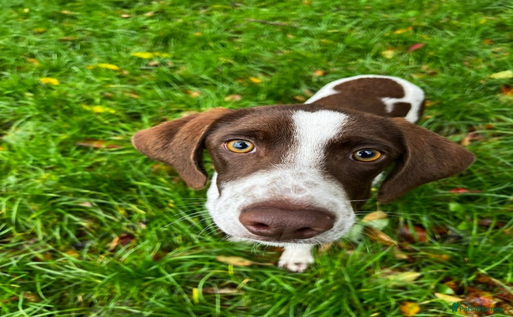 Pointer dogs - Advert 1