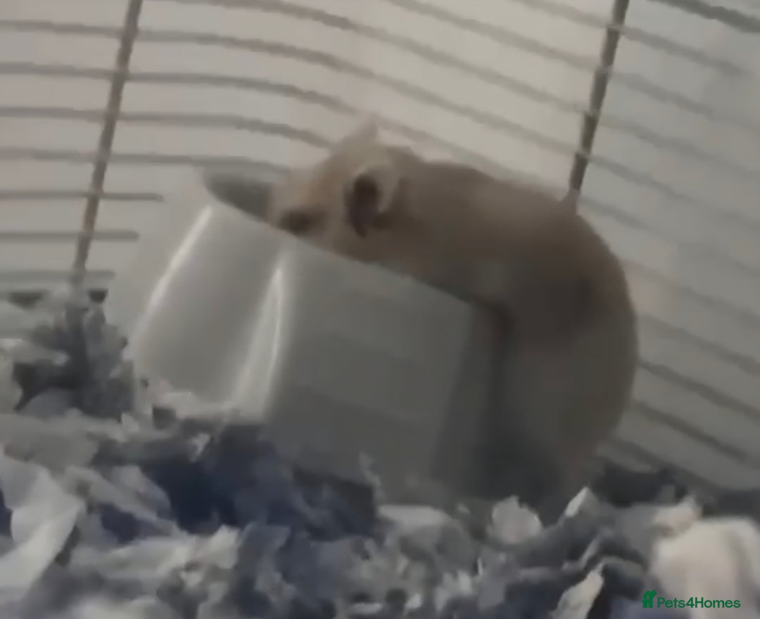 Hamster rodents for sale: Syrian Dwarf Hamster  - Advert 5