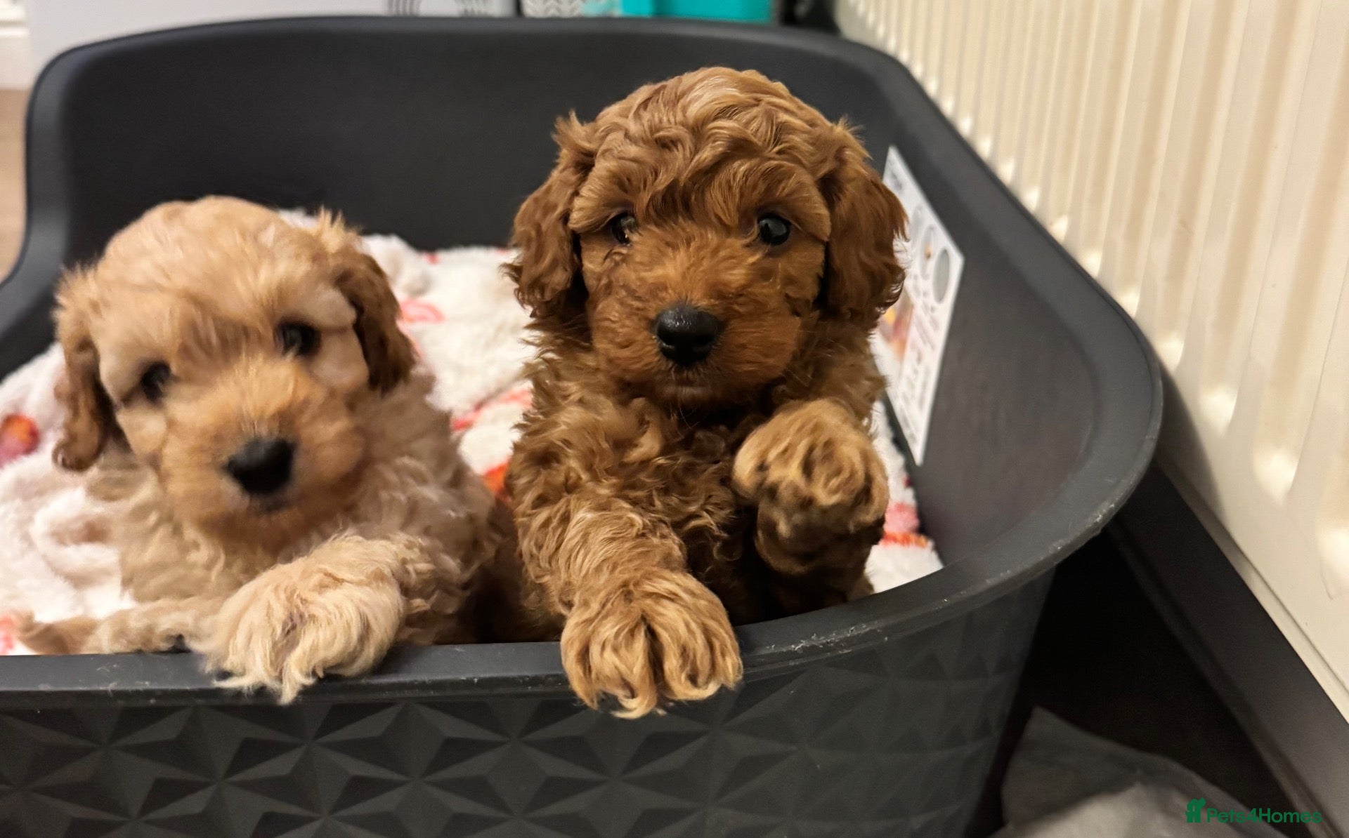 Cockapoo dogs for sale: Mini cockapoo F2 - Advert 13