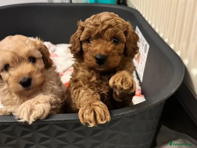 Cockapoo dogs for sale: Mini cockapoo F2 - Advert 3