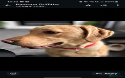 Labrador Retriever dogs for sale: Labrador retriever  - Image 3