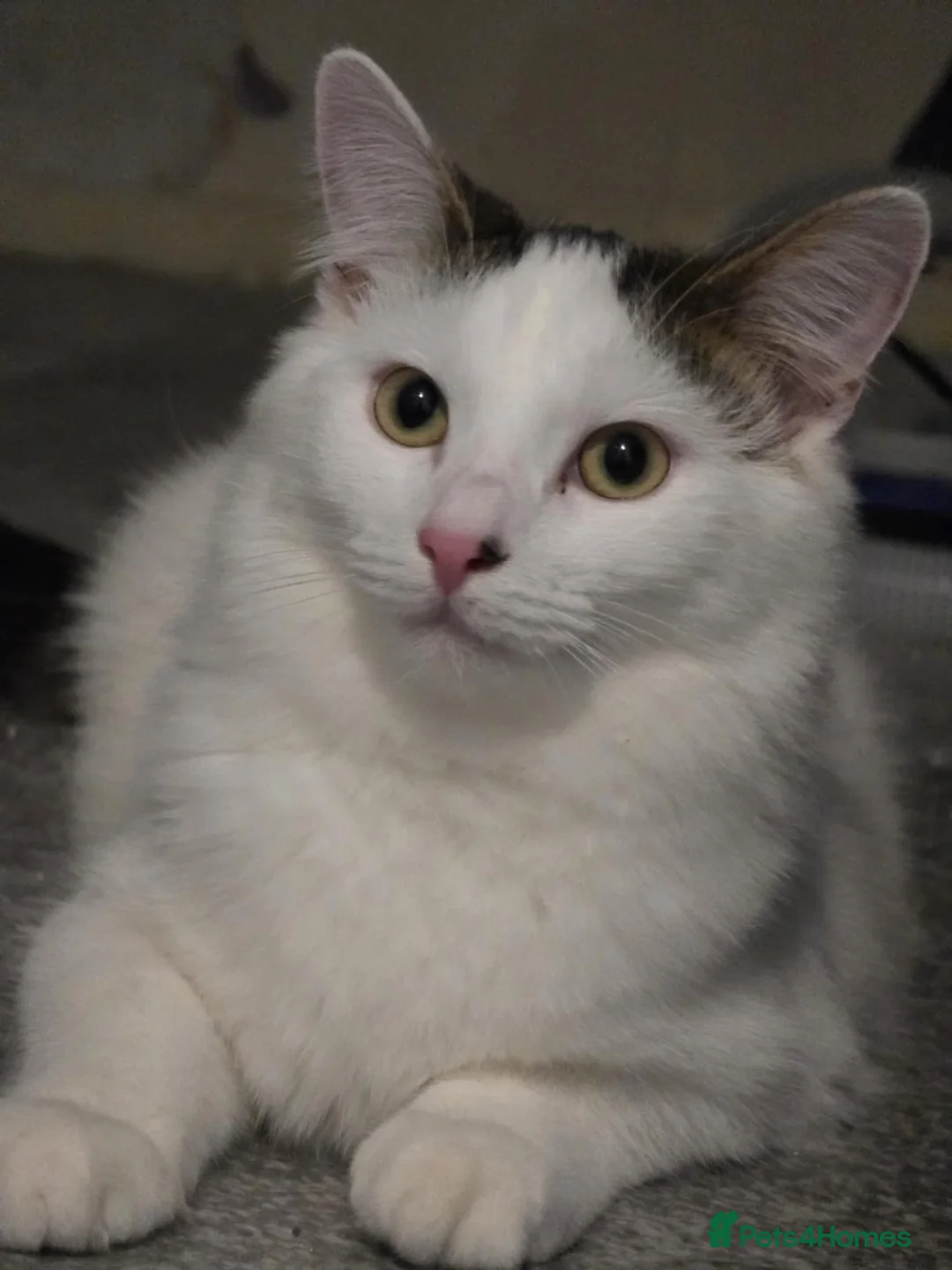 Mixed Breed cats for sale: Brothers looking for forever home - Advert 4