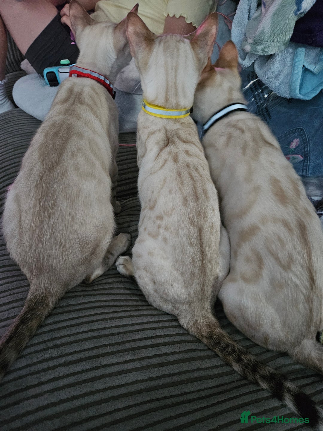 Bengal cats for sale: Snow bengal kittens for loving homes  - Image 11