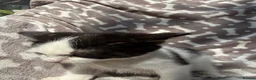 Bengal cats for sale: Black and white female kitten  - Advert 5
