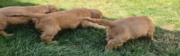 Cocker Spaniel dogs for sale: SHOW TYPE COCKER SPANIELS  - Advert 8