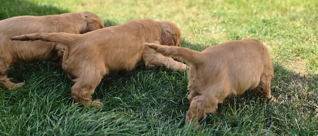 Cocker Spaniel dogs for sale: SHOW TYPE COCKER SPANIELS  - Advert 8